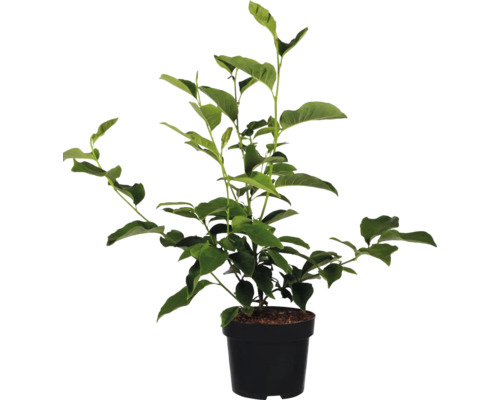 Zitronenbaum im Topf