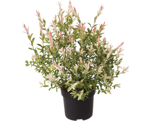 Saule crevette en pot