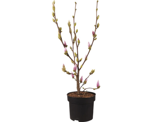 Magnolia en pot avec des boutons floraux