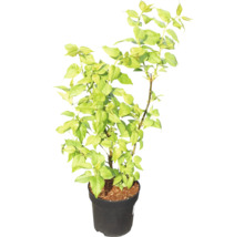 Bougainvillier en pot