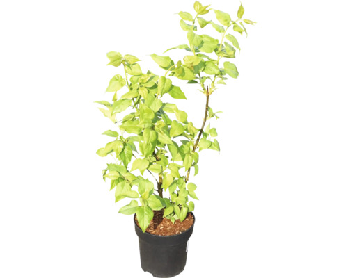 Bougainvillier en pot