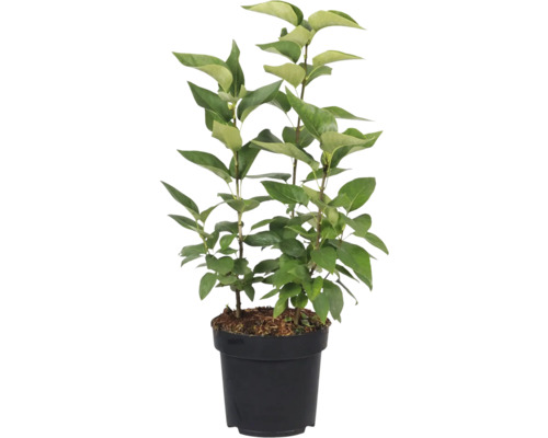 Fliederbaum in Topf mit grünen Blättern