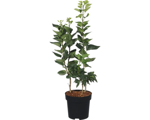 Zitronenbaum im Topf