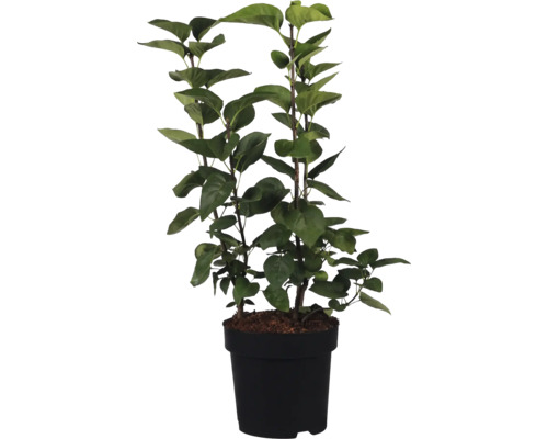 Plante ornementale en pot