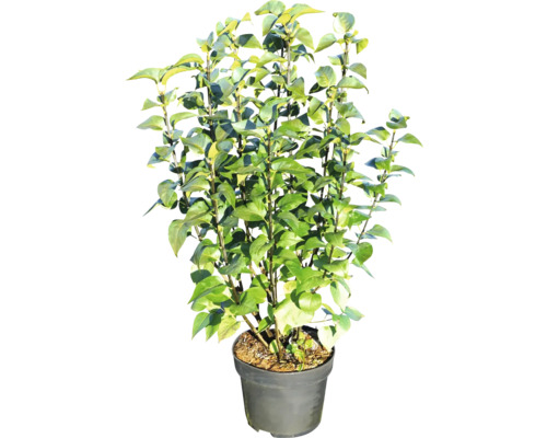 Pot avec plante de camélia