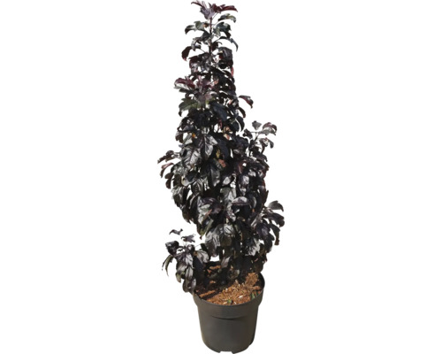 Prunier sanguin colonnaire en pot