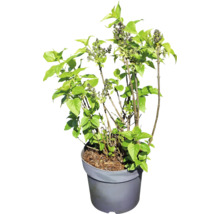 Jeune lilas en pot