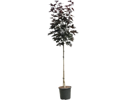 Érable colonnaire en pot