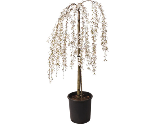 Cerisier pleureur en pot avec fleurs blanches