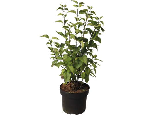 Blühender Flieder im Topf