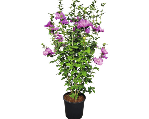 Hibiskus im Topf mit lilafarbenen Blüten und grünen Blättern