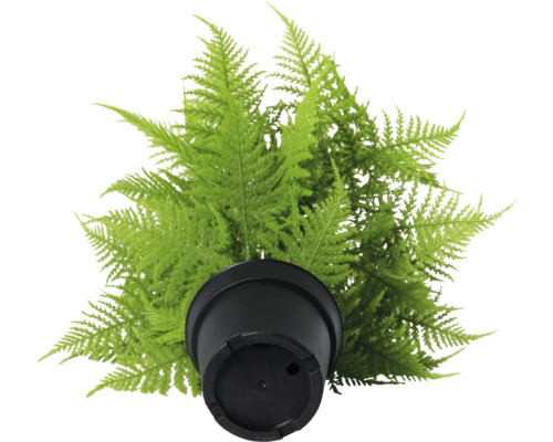 Fougère artificielle en pot