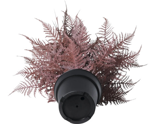 Fougère artificielle en pot noir, vue de dessus