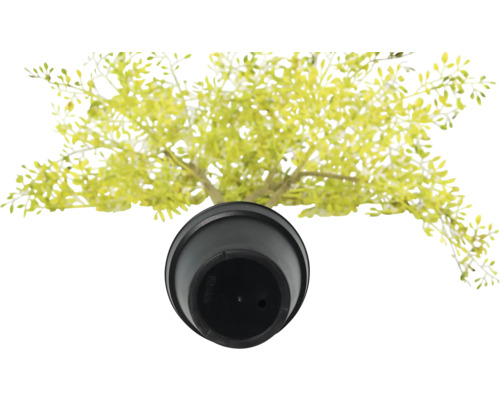 Plante artificielle en pot, vue de dessus