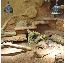 Terrarium avec dragon barbu, pierres, branches et éclairage