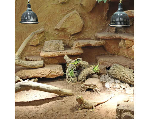 Terrarium avec dragon barbu, pierres, branches et éclairage