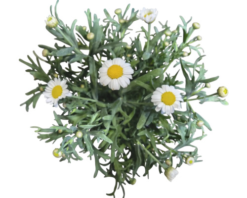 Vue de dessus d''une plante de marguerites avec des feuilles vertes et des fleurs blanches