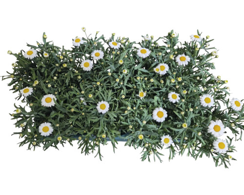 Pot de marguerites arbustives