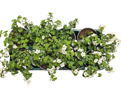 Fleurs en pot avec des fleurs blanches et des feuilles vertes dans des pots sur une étagère
