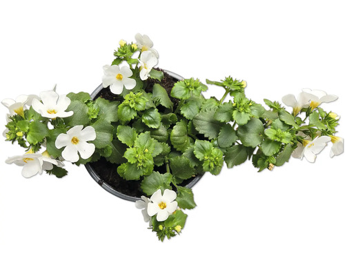 Mouron des champs bleu avec des fleurs blanches en pot