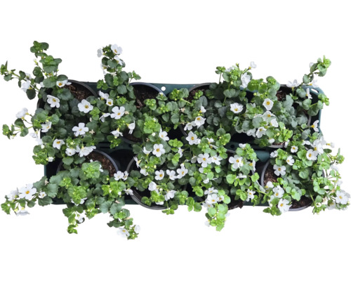 Six plants de calibrachoa en fleurs en pots