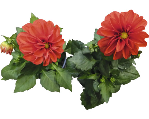 Zwei rote Dahlien in einem Topf