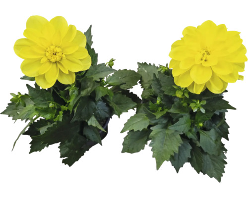 Zwei gelbe Dahlien im Topf