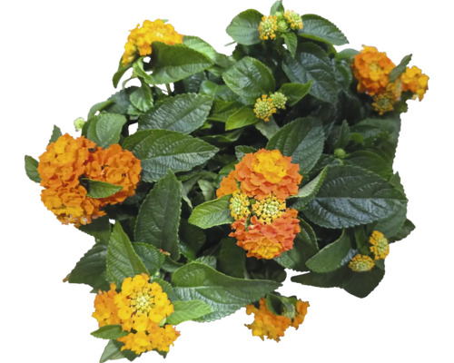 Vue de dessus d''un lantana avec des fleurs et des feuilles vertes