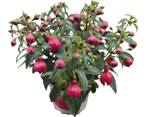Plante de fuchsia en pot avec des feuilles vertes et des fleurs roses