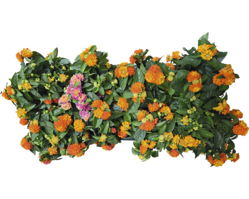Lantana naine orange et rose en pot
