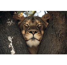 Löwe ruht im Baum
