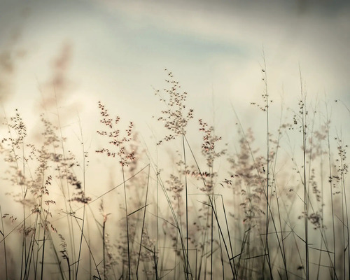 Nahaufnahme von Ziergräsern im Garten
