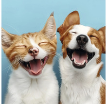 Gros plan d''un chat qui rit et d''un chien qui rit