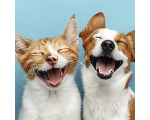 Gros plan d''un chat qui rit et d''un chien qui rit