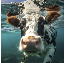 Gros plan d''une vache nageant sous l''eau
