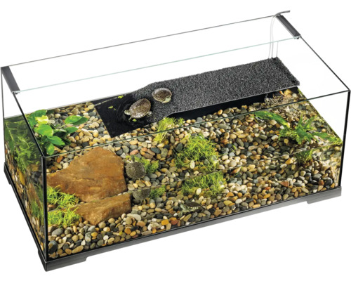 Vue sur un bassin à tortues avec des pierres, des plantes et une partie terrestre
