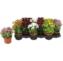 Chrysanthèmes de différentes couleurs en pot