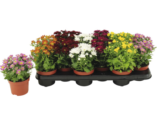 Chrysanthèmes de différentes couleurs en pot