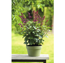 Sauge en pot pour le jardin