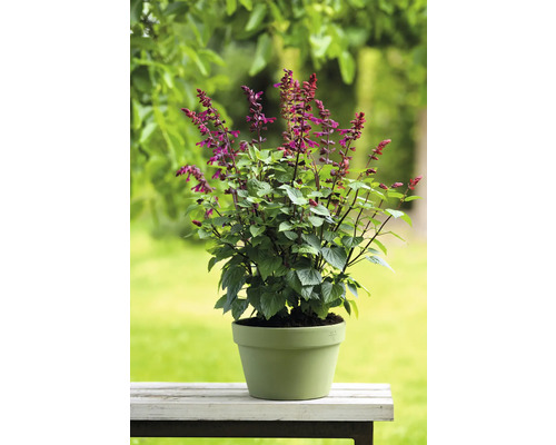 Sauge en pot pour le jardin