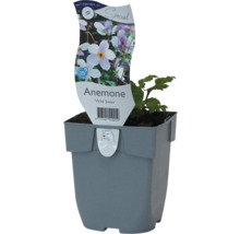 Anémone Wild Swan en pot