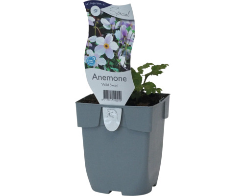 Anémone du Japon 'Wild Swan' Anemone x cultorum 'Wild Swan' h 5-20 cm Co 0,5 l Anémone Wild Swan en pot