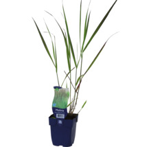 Molinie élevée FloraSelf Molinia arundinacea 'Black Arrows' h 10-40 cm Co 0,5 l