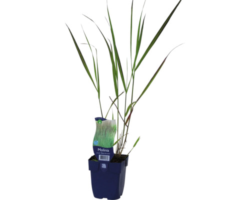 Molinie élevée FloraSelf Molinia arundinacea 'Black Arrows' h 10-40 cm Co 0,5 l