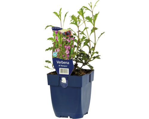Plante de verveine dans un pot