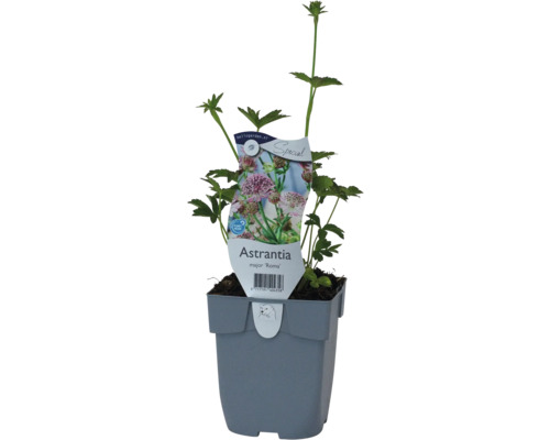 Grande astrance FloraSelf Astrantia major 'Roma' h 10-30 cm Co 0,5 l