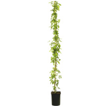 Hopfenpflanze im Topf mit Rankhilfe