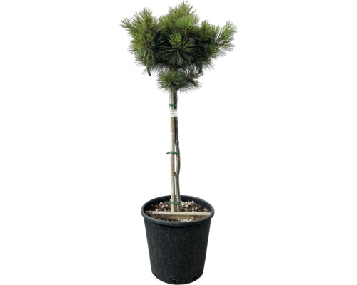 Kiefer Bonsai im Topf