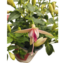 Fuchsienblüte in einem Topf