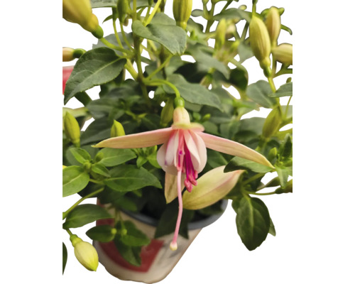 Fleur de fuchsia en pot